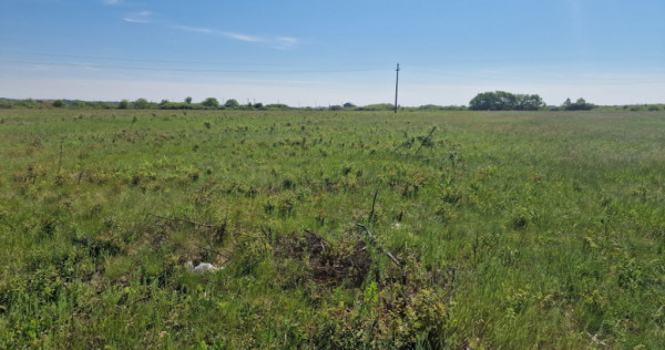 Teren de 5000 mp de vanzare in Mosnita Veche