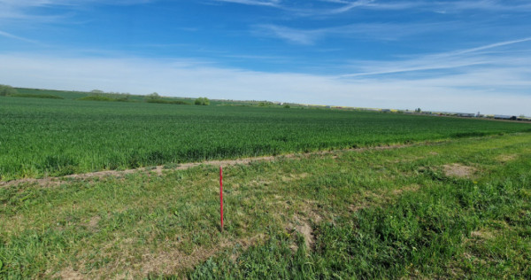 Teren extravilan de 9500 mp de vanzare in Remetea Mare